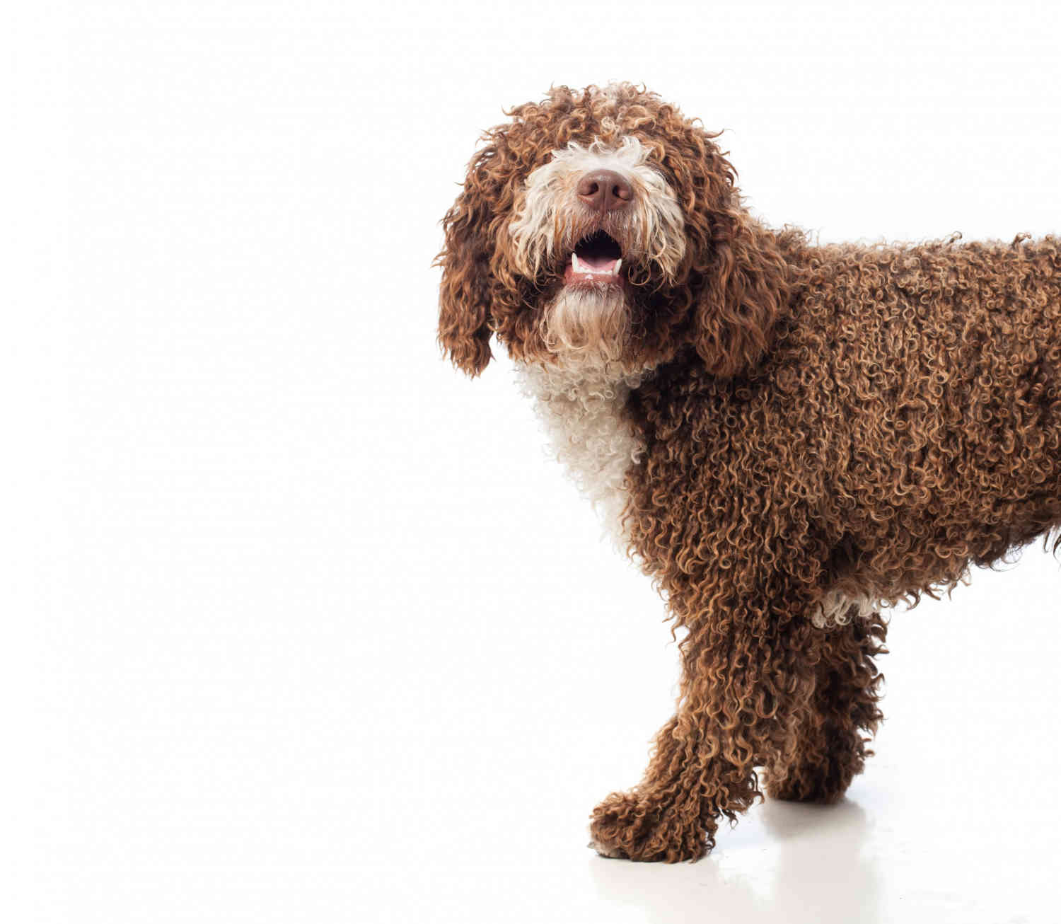 Leaving Your Goldendoodle Alone: How Long is Too Long?